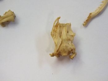 Media type: image;   Herpetology R-6675
